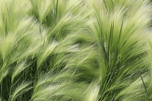 A picture of ornamental grasses in a container garden with other plants