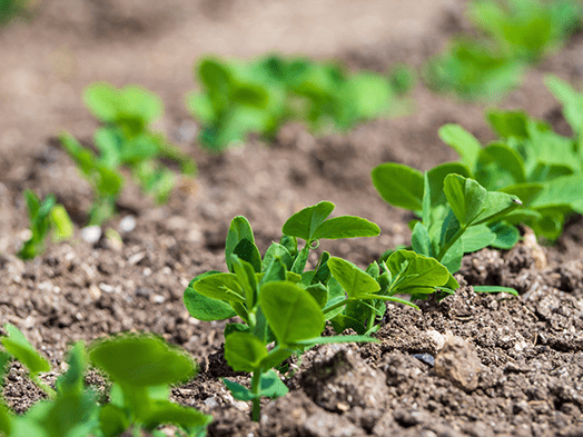 Sweet pea seedlings
