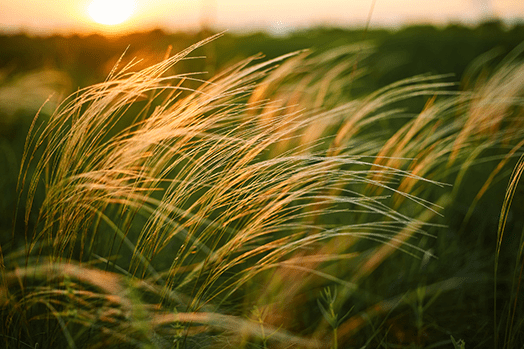 A beautiful image of Mexican Feather Grass (Stipa tenuissima), one of the best ornamental grasses for planters