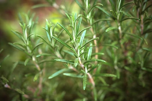 Thyme for a herb garden in a window box